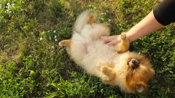 Kylning Vilar Naturen Grön Gräs Hund Pomeranian Spitz Liggande Ryggen — Stockvideo