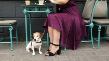 Güzel köpek dostu sokak kafe. Köpek ig masanın altında titting. Video görüntüleri