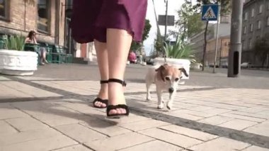 Sevimli köpek Jack Russell terrir kadın sahibi ile sokakta yürüyor. Şehir hayatı. Video görüntüleri