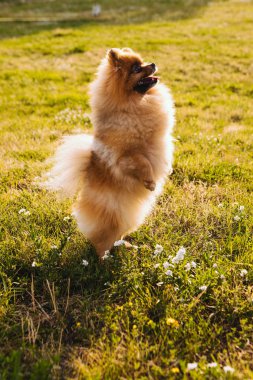 Dans eden küçük tüylü kırmızı köpek. İki arka bacağın üzerinde duruyor. Doğal arka plan. Bale numaraları yapıyor.