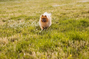 Güzel küçük köpek Pomeranian Spitz. Evcil hayvan ve doğa. Mutlu hayvan yürüyüşleri