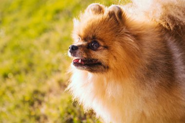 Köpek profili portresi. Sevimli küçük Pomeranya Spitz suratı