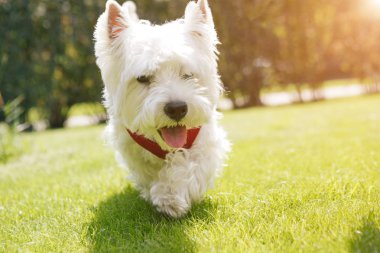 Gülümseyen beyaz köpek yürüyor. Portreyi kapat. West Highland White Terrier. Arkaplan