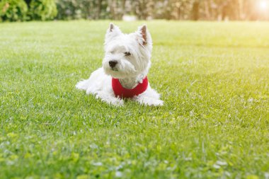 Batı Highland Beyaz Teriyeri çimlerin üzerinde yatıyor. Sevimli küçük hayvan.