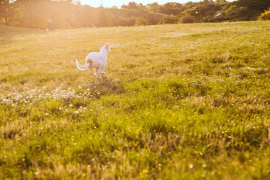 Kaçan beyaz köpek Xoloitzcuintli Meksikalı tüysüz. Mutlu havayı oynuyorum. Doğa geçmişi. Gün batımı yaz ışığı