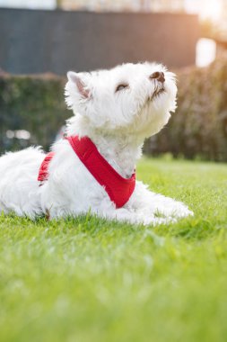Sevimli beyaz köpek West Highland White Terrier. Kırmızı yakalı. Yeşil çimenler. Açık havada.