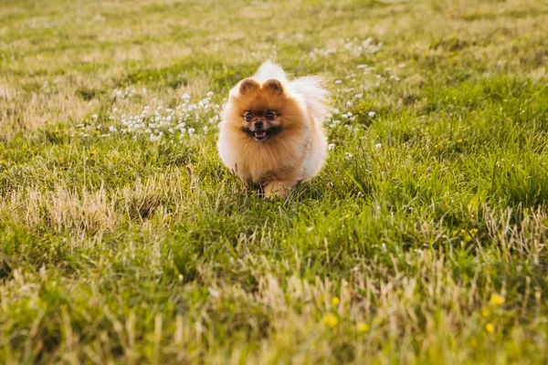 Aktiver Kleiner Laufhund Pommernspitz Haustier Und Natur Den Sommer Genießen — Stockfoto