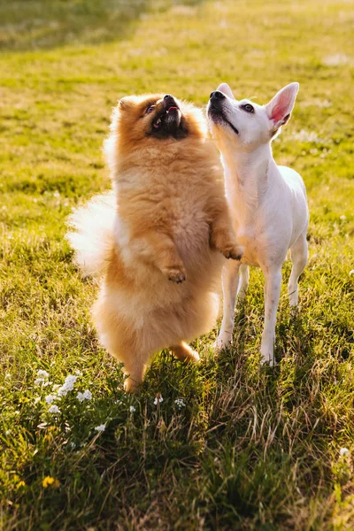 舞着求爱的小狗波美拉尼亚 斯皮兹和白雪公主抬起头来笑着 有趣的狗在等待着欢乐 — 图库照片
