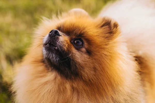 波美拉尼亚犬肖像 靠近点 可爱的小脸 — 图库照片