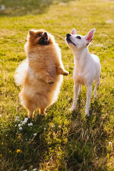 Cani Attesa Cibo Chiedere Dolcetti Ballando Pomerania Guardando Alto Leccare — Foto Stock