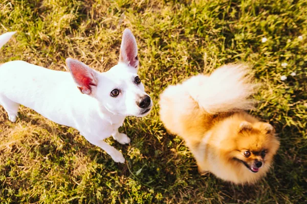 Σκυλιά Ανυπομονούν Για Ένα Κέρασμα Κρίμα Αστεία Πρόσωπα Ομάδα Ζώων — Φωτογραφία Αρχείου