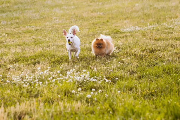 Ομάδα Κυνηγών Περιπέτειας Δύο Αστεία Σκυλιά Περπατούν Στο Χωράφι Λουλούδια — Φωτογραφία Αρχείου