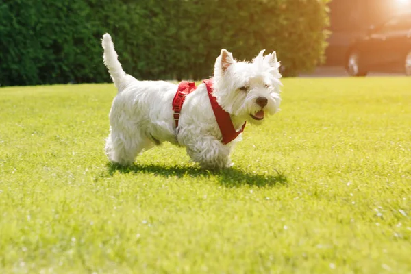Gülümseyen mutlu beyaz köpek yeşil çimlerde yürüyor. Kırmızı yakalı. Şehir parkı, temiz hava alıyor.