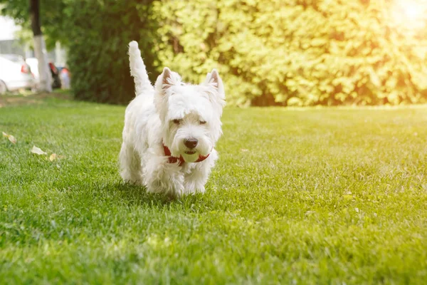 Yürüyen şirin West Highland White Terrier. Güneşli bir hava. Şehir parkı