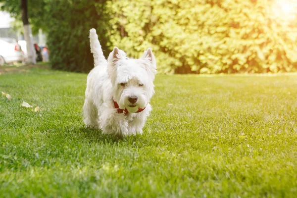Walking Cute West Highland White Terrier Sunny Weather City Park — Stock Photo, Image