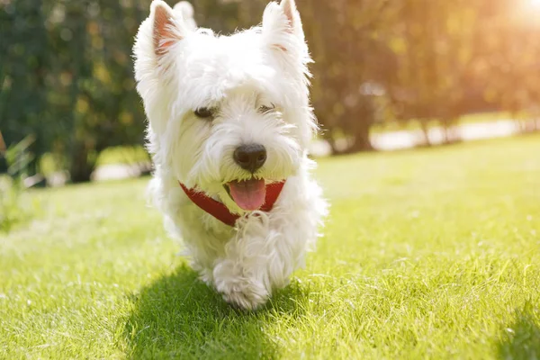 Gülümseyen beyaz köpek yürüyor. Portreyi kapat. West Highland White Terrier. Arkaplan