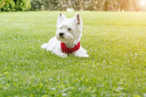 West Highland White Terrier Liegt Auf Dem Gras Liebenswertes Kleines — Stockfoto
