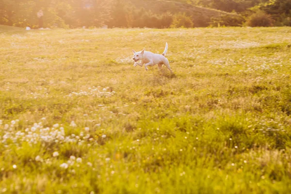 积极跑步的狗 白色的Xoloitzcuintli墨西哥无毛 玩快乐的心情 自然背景 享受夏天吧 — 图库照片