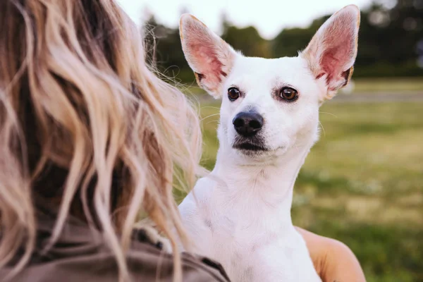 Dog white Xoloitzcuintli Mexican Hairless with big pink ears peeps over the shoulder of the blonde woman owner. Love and trust. Pet care