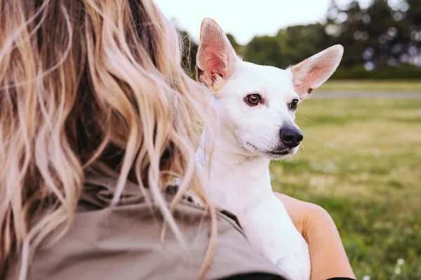 ペットケア 犬の白いXoloitzcuintliメキシコ髪のないブロンドの女性の所有者の肩の上に大きなピンクの耳の目で 愛と信頼 — ストック写真