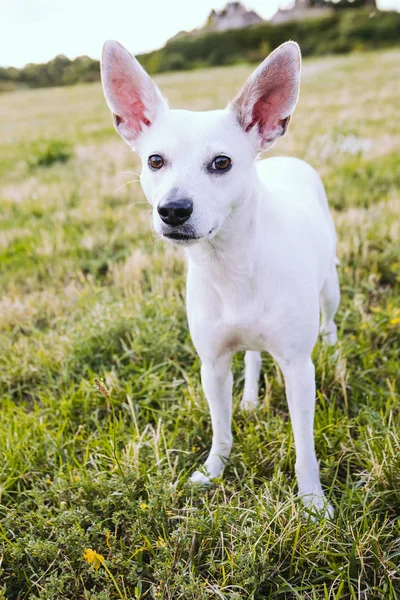 Perro Blanco Xoloitzcuintli Mexican Hairless Mirando Cámara Retrato Vertical Naturaleza —  Fotos de Stock