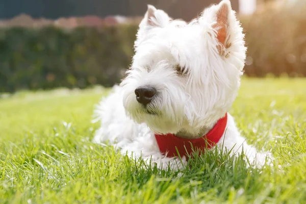 Roztomilý Bílý Pes Odpočívá Trávě West Highland White Terrier — Stock fotografie