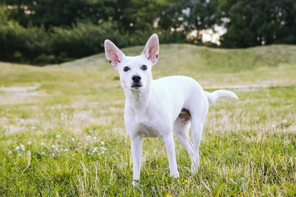 Σκυλί Λευκό Xoloitzcuintli Μεξικού Χωρίς Μαλλιά Μεγάλα Ροζ Αυτιά Φόντο — Φωτογραφία Αρχείου