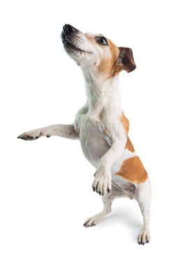 Aktif dans eden küçük köpek. Beyaz arka plan. Komik hayvan. 