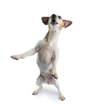 Aptal dans eden küçük beyaz Jack Russell teriyer köpeği. Beyaz arka plan. Şaşırmış duygular.
