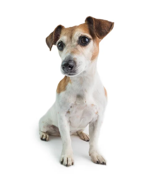 Aufmerksame Blicke Entzückender Jack Russell Terrier Weißer Hintergrund — Stockfoto