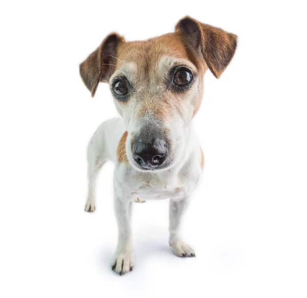 Adorable Dog Jack Russell Terrier Portrait Staying Looking Camera — Stock Photo, Image