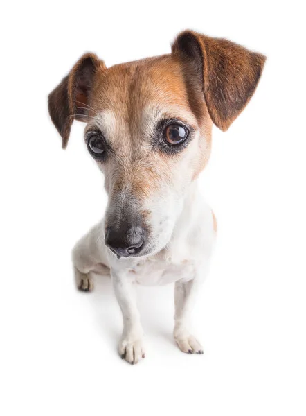愛らしい犬の肖像画 広角レンズ — ストック写真