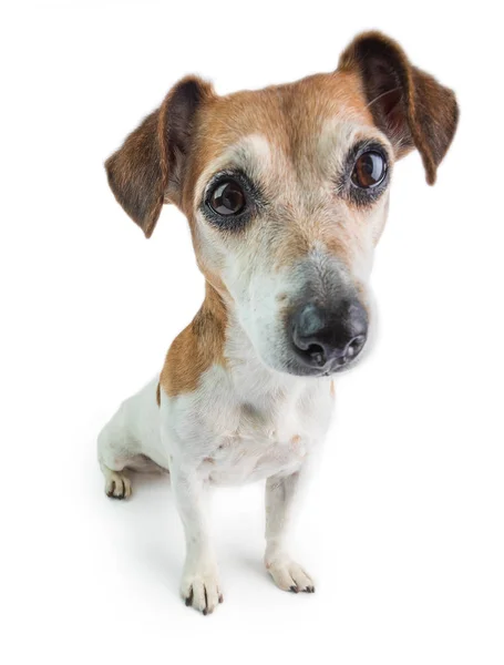 白い背景に犬 愛らしい小さなカップ 大きな頭だ素敵な犬の肖像画の顔 — ストック写真