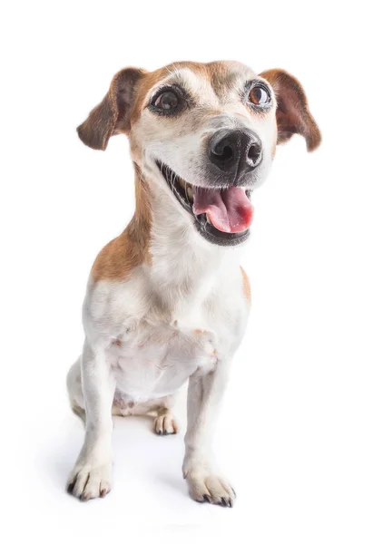 Beyaz Arka Plandaki Köpek Gülümseyen Jack Russell Teriyer — Stok fotoğraf