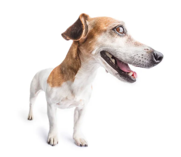 Stranou Vypadající Pes Stojím Bílém Pozadí Smějící Legrační Obličej — Stock fotografie