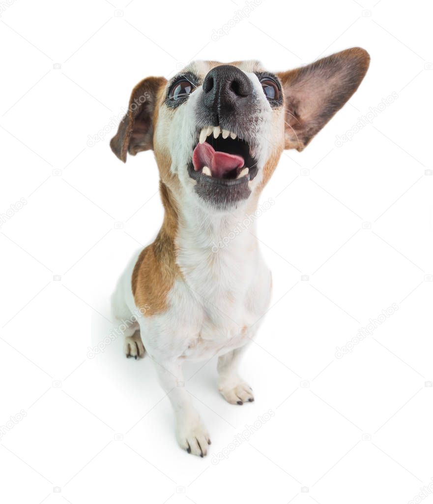 Dog silly face. White background. Funny sarcasm, criticism emotions