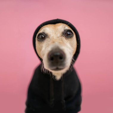 A close up dog in sweater hoodie face portrait. Black pet clothes. Pink background. Bad-ass cool cocky gangsta rapper street style. Animal theme. Happy pet concept. Take it easy. square format