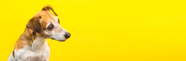 Bir Sweets aşığı kalp kıran köpek Jack Russell terrier kırmızı kalp şeklinde karamel şeker lolipopu yiyor. Sarı parlak arka plan. Romantik duygu konsepti. Şekerlemecinin yatay uzun afişi.  