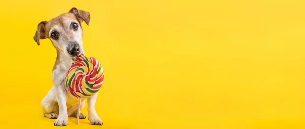 Adorable Perro Amante Dulce Jack Russell Terrier Retrato Longitud Completa —  Fotos de Stock