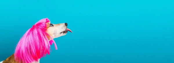 Dilini Yalayan Parlak Pembe Peruklu Sevimli Komik Bir Köpek Mavi — Stok fotoğraf