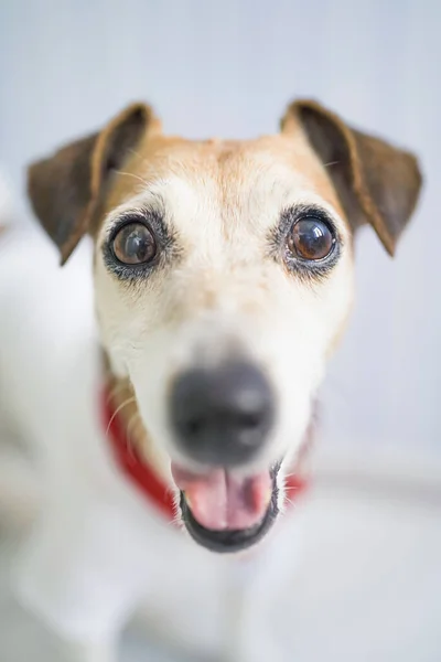 Lächelndes Glückliches Hundegesicht Mit Rotem Schal Mode Stilvolles Accessoire Kerchief — Stockfoto