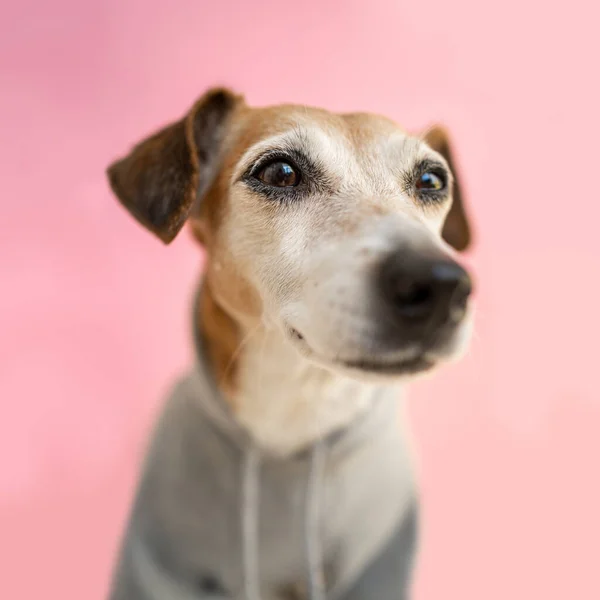 Ένας Κοντινός Σκύλος Φούτερ Κουκούλα Και Προσωπογραφία Γκρι Ρούχα Κατοικίδιων — Φωτογραφία Αρχείου