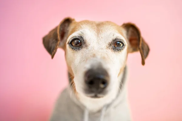 Милий Собака Сірому Светрі Дивиться Серйозні Сумні Очі Камеру Рожевий — стокове фото