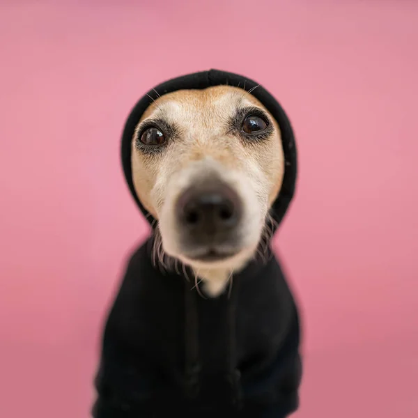 Close Dog Sweater Hoodie Face Portrait Black Pet Clothes Pink — Stockfoto
