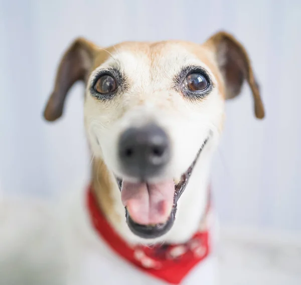 Усміхаючись Щасливим Собачим Обличчям Червоним Шарфом Стилістичного Аксесуару Kerchief Позитивні — стокове фото