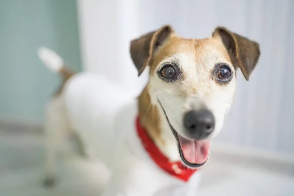 Lächelndes Glückliches Hundegesicht Mit Rotem Schal Mode Stilvolles Accessoire Kerchief — Stockfoto