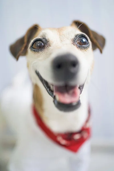 Sonriente Cara Perro Feliz Con Pañuelo Rojo Elegante Accesorio Kerchief — Foto de Stock