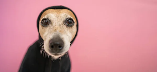 Hond Zwarte Hoodie Kijkt Droevig Naar Camera Roze Achtergrond Schattig — Stockfoto