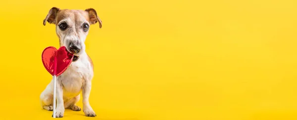 クールな犬の子犬のペットジャック ラッセル テリアは 口を開けて叫び 嫌悪感で背を向けて 感情を判断します 黄色の明るい背景 — ストック写真