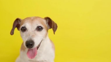 Mutlu gülümseyen köpek Jack Russell Terrier portresi. Sarı arka plan. Kameraya bakan sevimli aktif hayvan. Saha görüntülerinin derinliği sığ. Yumuşak, doğal gün ışığı. Pozitif duygular. 